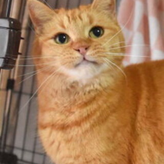 困り顔が何とも言えないミームちゃん