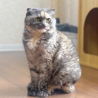 人が大好き♡なでなでされるとトロけます♪