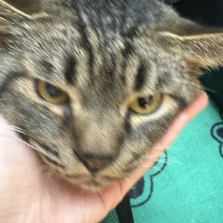 緊急募集❗️雑種の元気な子です