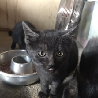 牧場で保護した猫　5きょうだい【プリ子】♀