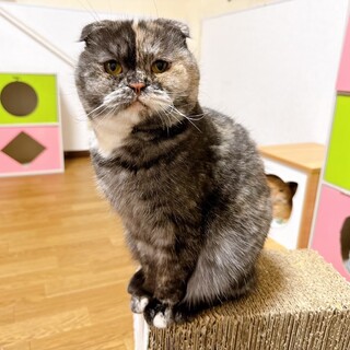 ミーアキャットに憧れてるのカモ？立ち姿が可愛い♡