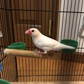 白文鳥　オス　里親募集します