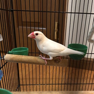 白文鳥　オス　里親募集します