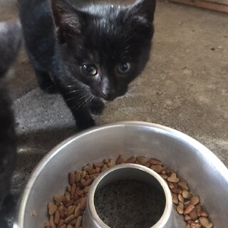 牧場で保護した猫　5きょうだい【クロックムー】♀