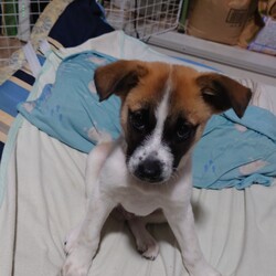 暴れぼんちゃん