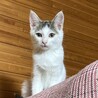 終生飼える方求む サムネイル4