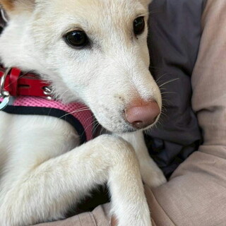 医療面・不妊手術済みムダ吠えなしメス子犬