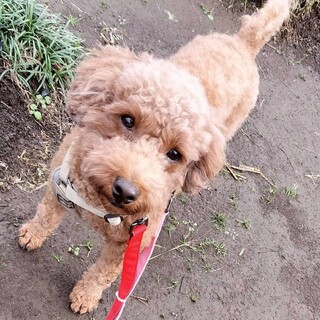 人が大好き、なでなで大好きの甘えん坊《ステラ》