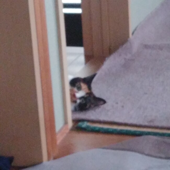 いがゆみのカバー写真