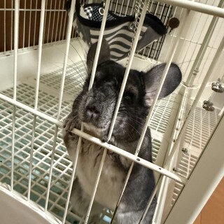 チンチラの男の子