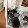 チンチラの男の子 サムネイル2