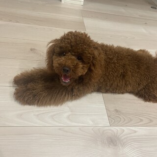 トイプードルの男の子です。