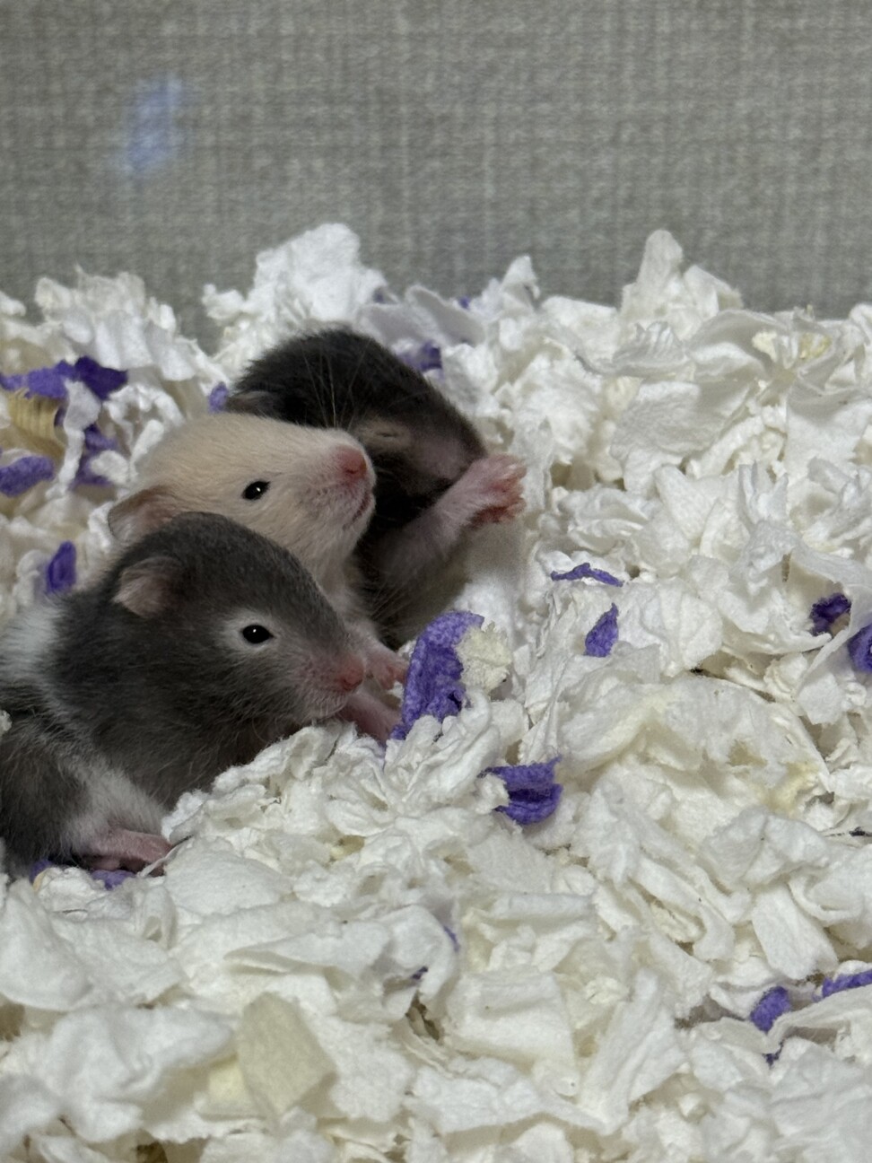 ゴールデンハムスター里親募集  キンクマ カラー サムネイル4