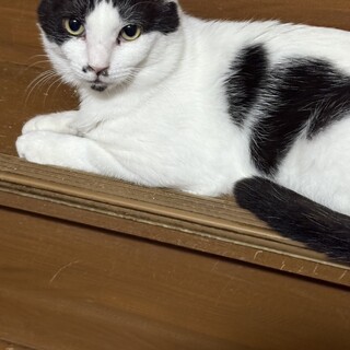 ご年配の方に。明るく穏やかで優しい性格の白黒君5歳