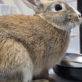 うさぎの里親募集