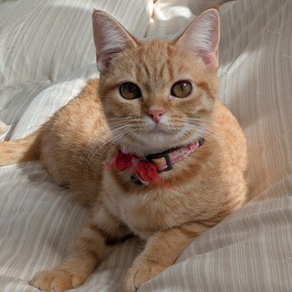 マンチカン3匹または1匹でも飼える方お願いします。