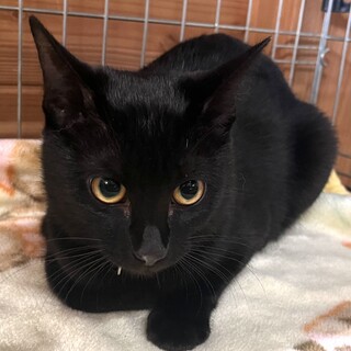 里親決定★黒猫いくらちゃん避妊済み