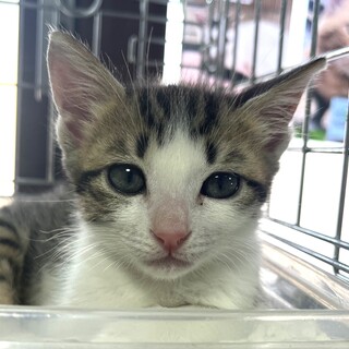 譲渡会参加予定白キジくん