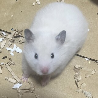 【里親様決まりました】