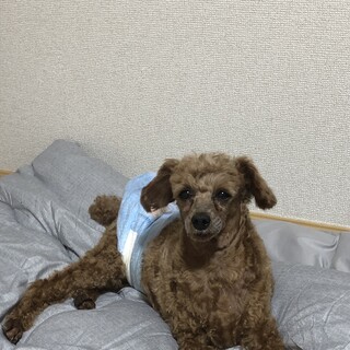 トイプードル６歳の男の子　繁殖救助犬