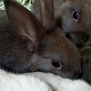 仔うさぎ3羽（雑種）の募集