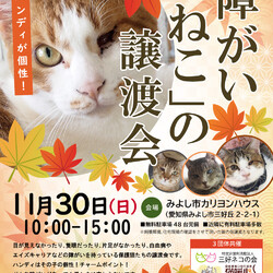 障がいねこ20匹の譲渡会★みよし市【参加猫決定】
