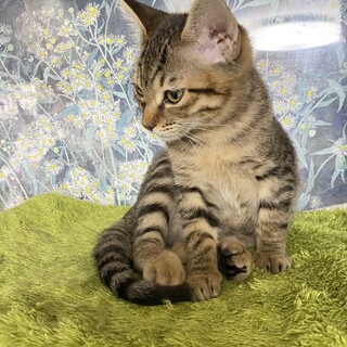 抱っこ大好きな　かいちゃんにずっとのおうちを！