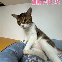 赤羽保護猫譲渡会（JR赤羽駅徒歩10分） サムネイル2