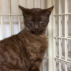 赤羽保護猫譲渡会（JR赤羽駅徒歩10分） サムネイル3