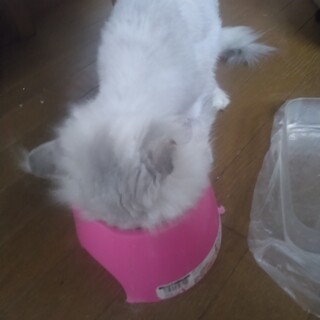 チンチラシルバー女子みゅーちゃん