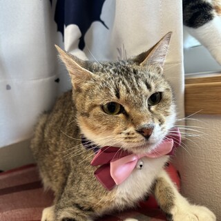 シャイでおとなしめのキジ白女の子