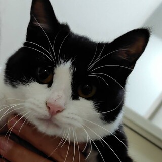 生後7ヶ月　とても甘えん坊で人懐こい女の子です❣️