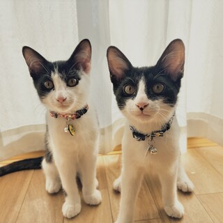 甘えん坊で元気な黒白兄弟☆