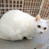 かなりポッチャリな美人白猫　メス サムネイル4