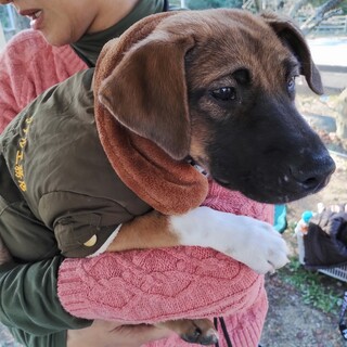 約3ヶ月半の男の子【コペン】