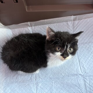 モッフモフで可愛い顔の男の子☆