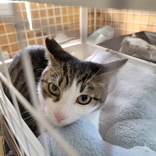 かわいい顔した白サバちゃん