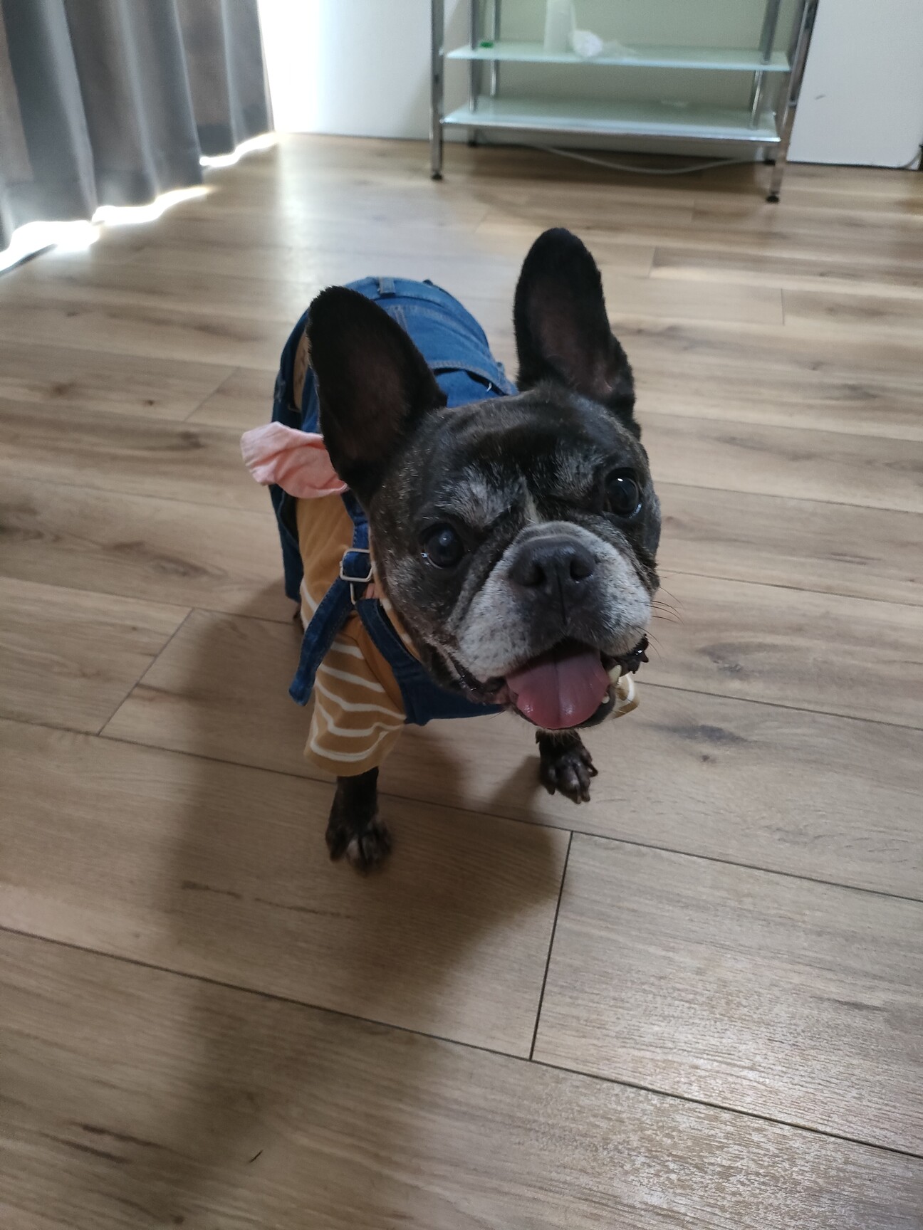 甘えるのがだ～いすきなフレブルのもちゅちゃん サムネイル1