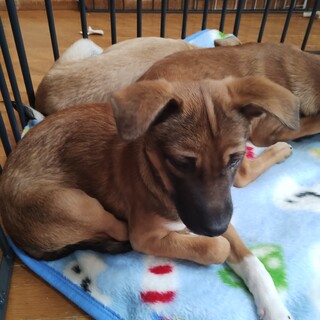 約3ヶ月半の男の子【ノア】