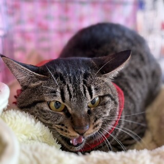 ナァオと鳴き声がダミ声で可愛らしい福子ちゃん