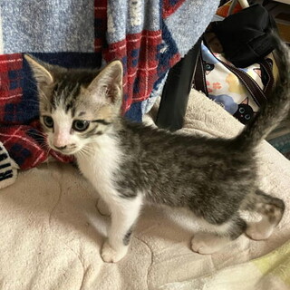 人が好きオモチャが好き元気なオス子猫