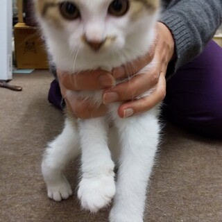 すこしふんわり　キジ白くん