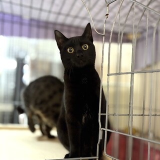 推定一歳前後 ♀ すりゴロのグルークちゃん♡