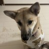野犬　みりん サムネイル4