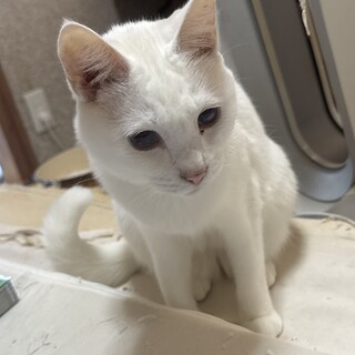 白猫のメスおとなしく臆病な性格です