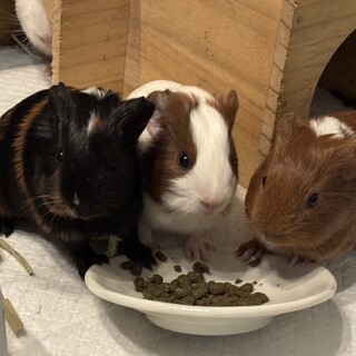 イングリッシュとロシアンの赤ちゃんモルモット3匹