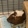 イングリッシュとロシアンの赤ちゃんモルモット3匹 サムネイル2