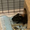 イングリッシュとロシアンの赤ちゃんモルモット3匹 サムネイル3