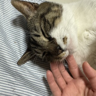 雑種のメスのムギちゃんです。