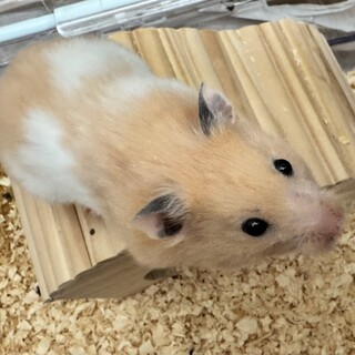 ゴールデンハムスターの里親様募集します！